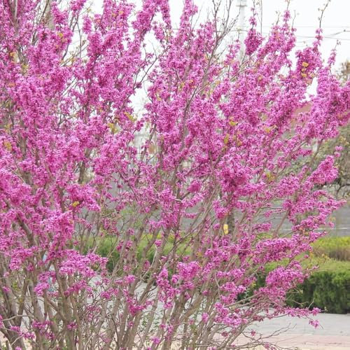 80 pcs Judasbaum Samen pflanztöpfe indoor garten geschenk bienenweide saatgut Chinesischer Redbud Baumsamen - kletterpflanzen winterhart, deko wohnzimmer stauden winterhart mehrjährig,