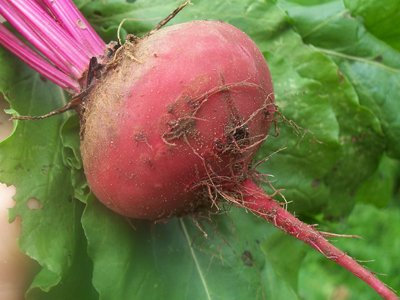 PREMIER SEEDS DIRECT - Winter Beetroot - Lutz Green Leaf RED STEM - 500 Finest Seeds