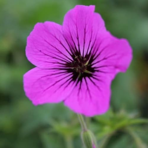 6x Storkbill - Geranium 'Patricia' - 9 x 9 cm kruka - rosa lila blomma
