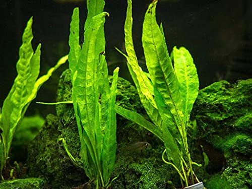 30 YELLOW PHLOX FLOWER SEEDS: Only Seeds