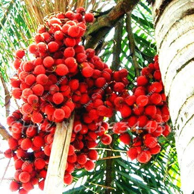 PlenTree 10 pcs/paquet, palmier dattier Phoenix dactylifera Arbre en es Bonsaï Sementes De Flores Jardinagem Em Casa: 1