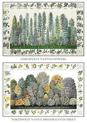 Tree Poster Mini Combo: Northwest Native Conifers and Broadleaved Tree Identification Charts