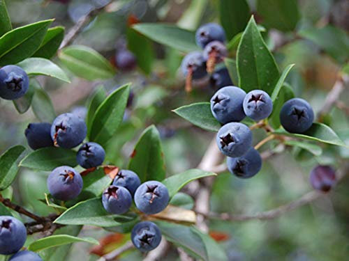 25 Graines de Myrte Commune - fleurs plante aromatique - semences paysannes reproductibles - SemiSauvage