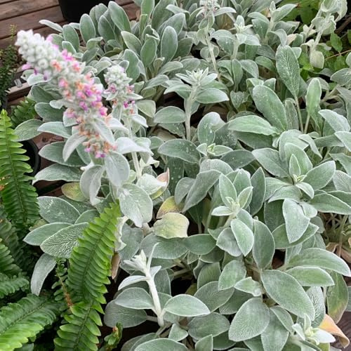 Semillas de milenrama lanosa, semillas de jardín Stachys bizantina, Semillas de decoración de resistentes para el jardín 120pcs