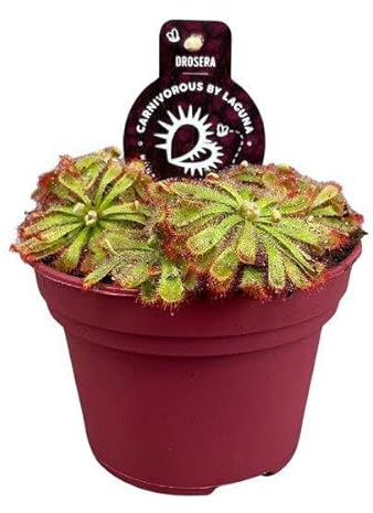 Drosera Aliciae – Sonnentau – Ø12cm – Fleischfressende Pflanze – Zimmerpflanze für Insektenabwehr & Dekoration – Pflegeleicht & faszinierend