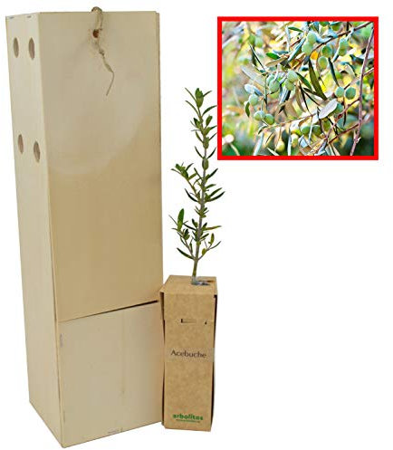 Wilder Ölbaum | Wilder Olivenbaum | Olivenstrauch | Junger Trieb, 30 cm, in einer wiederverwendbaren Holzkiste | 1 Einheit