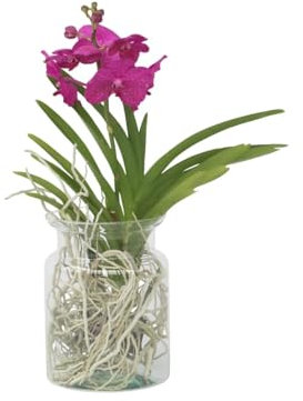 Plant in a Box - Vanda 'Bose' en vase - Orchidée - Cerise - Hauteur 45cm
