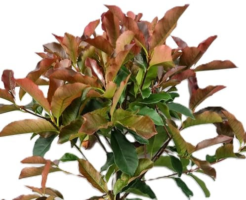 Photinia fraseri 'red Select' Glanzmispel 80-100 cm winterhart Freilandaufzucht