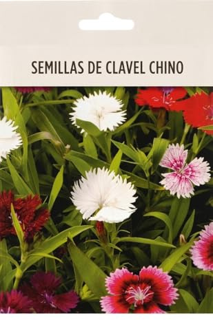 Cultiva Flores Coloridas en Casa con Clavel Chino | Semillas de Clavel Chino para Jardín y Balcón – DECOALIVE