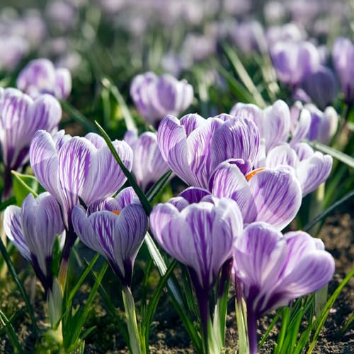 10 bulbes de Crocus vernus 'Pickwick' | Circonférence 8/9 cm | Bulbes provenant des meilleurs producteurs néerlandais | Sélection exclusive et contrôle qualité | Floraison garantie.