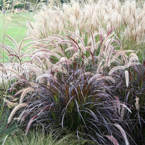 Plant Theory 9cm Pot Pennisetum Advena Rubrum Fountain Grass Grasses