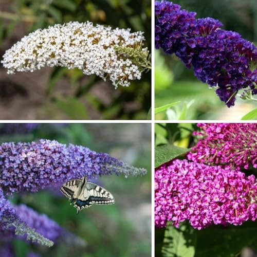 4er-Set Sommerflieder Buddleja davidii | Empire Blue, Black Knight, White Profusion, Royal Red | Flieder bienenfreundliche Blühsträucher winterhart & sofort pflanzbar 40-60cm im Topf