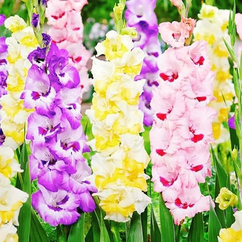 Vnuhgzs Gladiolos de fácil cuidado/gladiolos/decoración interior y exterior/fácil de cultivar-5 rizoma-J