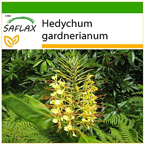 SAFLAX - Jätte - Fjärilsblomma - 10 Frön - Med pottsubstrat för bättre odling - Hedychum gardnerianum
