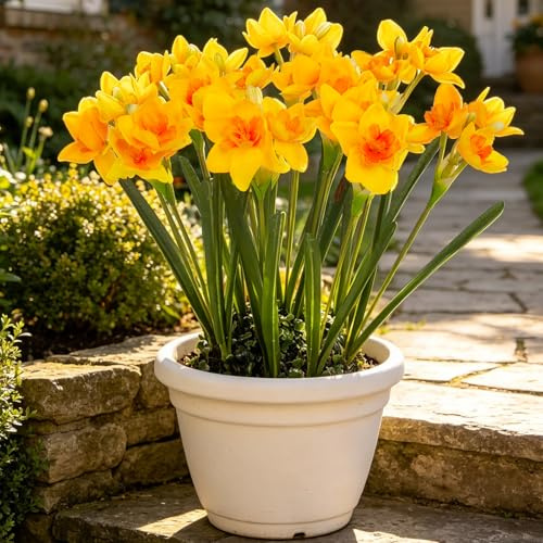 Hananona 10 narcisos Artificiales, Flores de Narciso, Flores de Primavera de imitación de Seda, arreglos Florales para Interiores y Exteriores, decoración de Bodas (10, Amarillo)