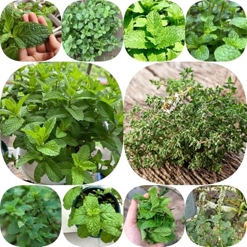 Semi di menta piperita balcone selvatiche giardino semi di resistenti vecchie varietà menta piperita esotica 1300pcs