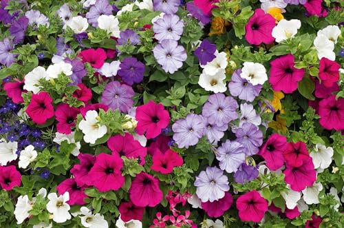 Semi fiori PETUNIA MIX In Busta Ermetica MADE IN ITALY Qualità superiore con 95% di germogliazione con istruzioni