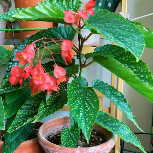 Forellenbegonie Pflanze Samen, stauden winterhart mehrjährig Begonia maculata, samen alte sorten winterfeste pflanzen für balkon winterharte balkonpflanzen grünpflanzen, topfpflanzen 150pcs