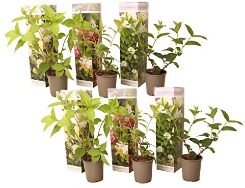 Plant in a Box - Hydrangea Paniculata Mix x6 - Hortensia 'Pink Lady', 'Phantom', 'Silver Dollar' - Parfait pour le jardin - Pot 9cm - Hauteur 25-35cm