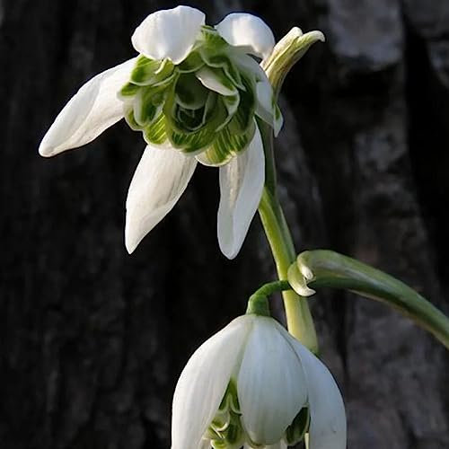 8 pcs schneeglöckchen zwiebeln - geschenke für den garten bloom,Galanthus nivalis, blumenzwiebeln frühblüher blumendeko frühlingsblüher zwiebeln bienenweide winterharte balkonpflanzen