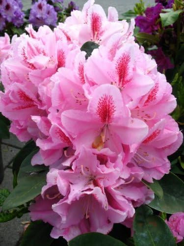 Rhododendron Furnivall's Daughter INKARHO ® 40-50 cm hoch im 5 Liter Pflanzcontainer