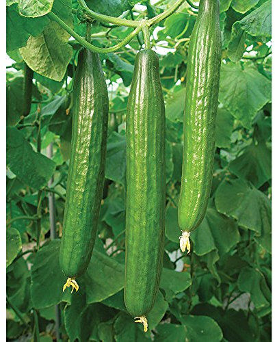Cucumber Vegetable Seeds, Grow Your Own Crops for Garden, Allotment & Greenhouse Bella Variety Approx 4 Seeds 1 x Finished Packet by Thompson & Morgan
