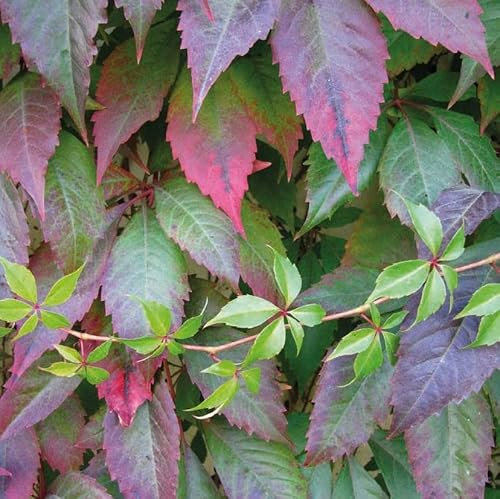 Weinrebe 5-Blatt Murorum 1L - Garten Pflanzen mit schönen Blüten - Die perfekte Dekoration für Ihr Grundstück - Für Anfänger und professionelle Gärtner - Garten Wanddekoration Für alle Jahreszeiten