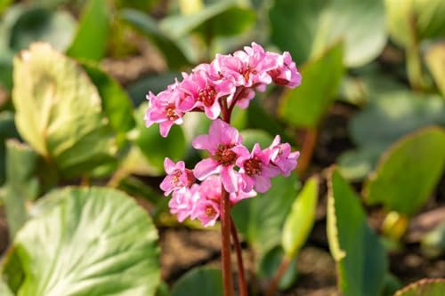 Bergenia cordifolia 'Herbstblüte' 11x11 cm Topf – Winterhart, Immergrün, Pflegeleicht – Riesensteinbrech – Bodendecker für Beet & Steingarten