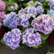 Hydrangea pflanzen zwiebeln,blumenzwiebeln Winterhart Mehrjährig,Kletterrosen winterhart Duftend,Rosen pflanzen winterhart,duftende rosen winterhart,lila rose pflanze Winterhart.-5zwiebeln-I