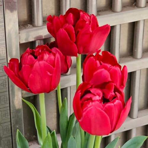 tulpenzwiebeln winterhart mehrjährig, blumenzwiebeln mehrjährig winterhart tulpen zwiebeln, frühlingsblüher zwiebeln, seltene pflanze garten blumen, gartenbedarf winterharte 12pcs