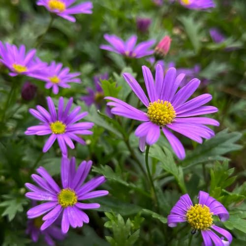 gänseblümchensamen für rasen - balkon, bio stauden winterhart 100pcs