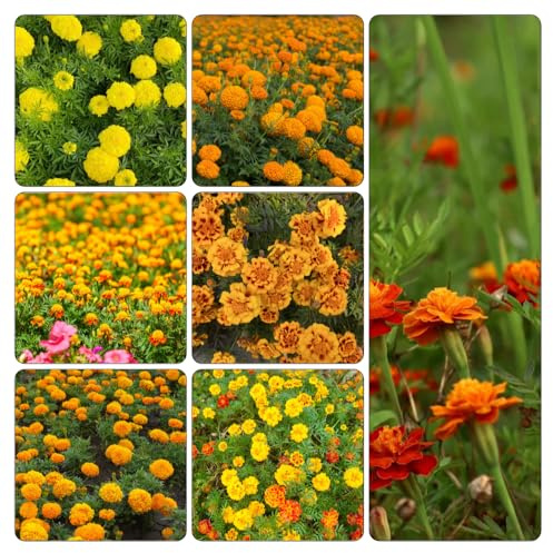 tagete semi balcone decorazione calendule balcone parterre 300pcs