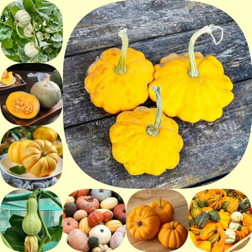 Semillas de calabaza - calabaza ornamental resistentes para jardines de rocas semillas exótico jardín balcón invernadero antiguas variedades 600pcs
