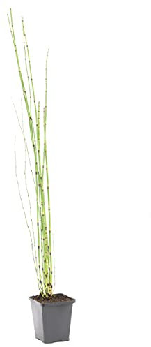 Bloomique - Equisetum Japonicum - Prêle du Japon - Plantes de bassin - Plantes aquatiques - Rustique - Hauteur 20-30 cm - Pot 9 cm