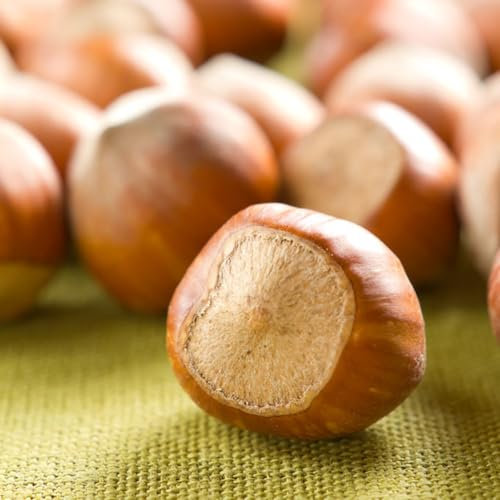 10 pcs haselnussstrauch kaufen samen, haselnuss pflanze winterhart, balkon beet, winterharte pflanzen, haselnuss samen (Corylus avellana) baumsamen, zimmerpflanzen bonsai baum echt,