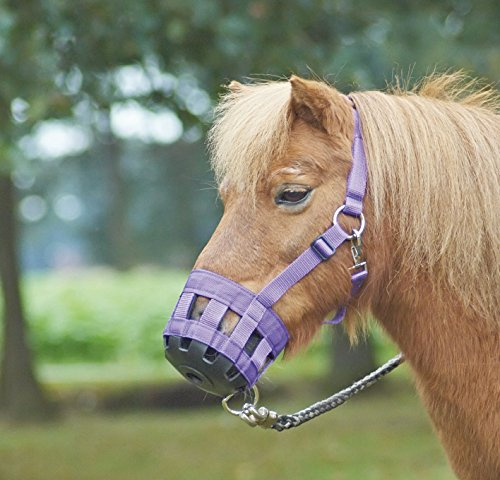 BUSSE Fressbremse CLASSIC, Warmblut, royalblau
