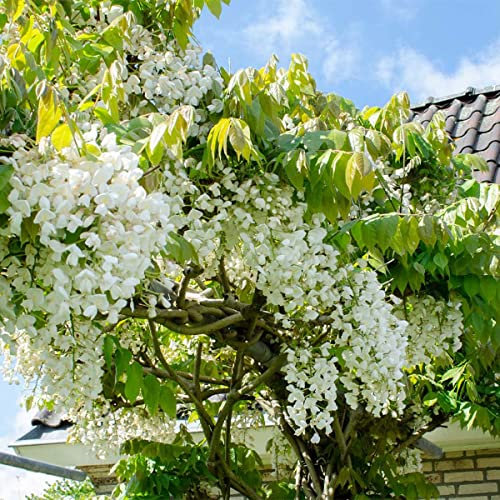 Bloomique - Wisteria floribunda 'Alba' - Glycine blanche - Grimpante - Plante de jardin - Rustique - 50-70 cm de Haut - Pot 15 cm