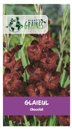 5 bulbes de fleurs Glaïeul Chocolat - marron