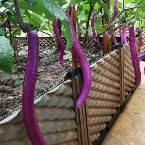 balcón de semillas de berenjena - jardín interior cobertura del suelo orgánicas variedades antiguas 250pcs