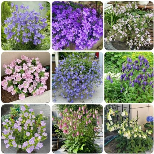 semillas de campanilla, perenne resistente, Campánula mediana, perennes resistentes 900pcs