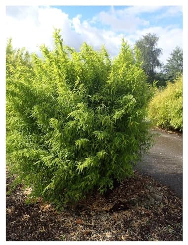 1 x Fargesia nitida 'Volcano' im XXL Topf (Bambus/Winterhart/Ziergras/Mehrjährig) Fontänen Schirmbambus -Der perfekte Bambus für blickdichte Hecken -macht keine Wurzelausläufer - von Stauden Gänge