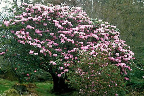 Rhododendron fortunei RODODENDRO semi!