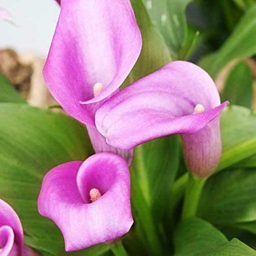 Lavender Gem Calla Lilies Flower Bulbs - 3 Bulbs per Pack - Deer Resistant - Good as Cut Flowers - Grows Well in Containers - Perennializing - Easy to Grow Live Plants - Outdoor Garden