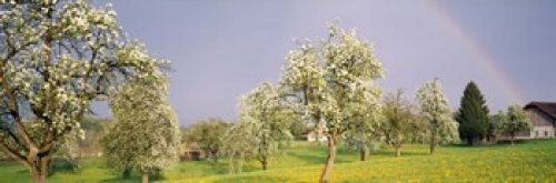 Posterazzi Pear trees in a field (Pyrus communis) Aargau Switzerland Poster Print, (36 x 12)