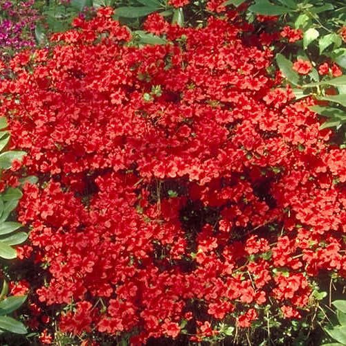 1 X Azalea 'Geisha RED' Japanese Evergreen Shrub Hardy Plant in Pot