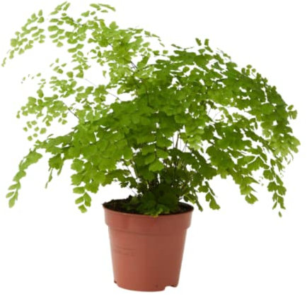 Verdecora Adiantum (Culantrillo) en Maceta Ø13 cm | Helecho de Interior Elegante y Decorativo | Ideal para Espacios Sombríos y Húmedos