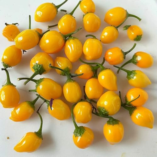 25 Graines de Piment Aji Charapita - SemiSauvage Permaculture