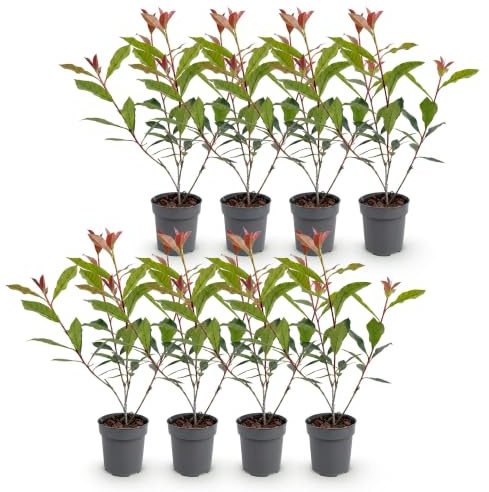 Plantas de Seto Photinia Carre Rouge, para Jardín, Pack de 8