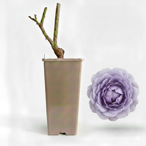 Planta De Rosal Para Jardín Y Exterior | Floración Abundante Y Decorativa | Ideal Para Jardines, Parterres Y Macetas (Noche Azul)