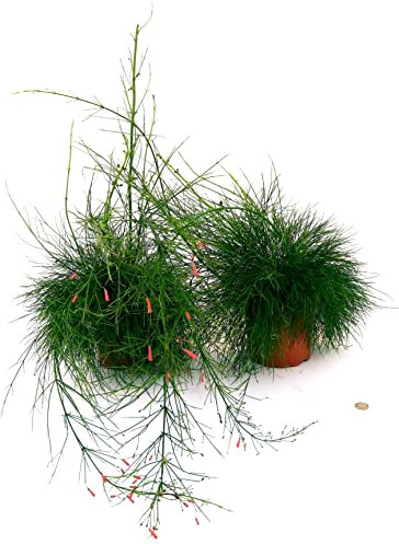 POWERS TO FLOWERS - GINESTRA RIFIORENTE, RUSSELIA ROSSA, 2 PIANTE, VASO 19CM, piante vere